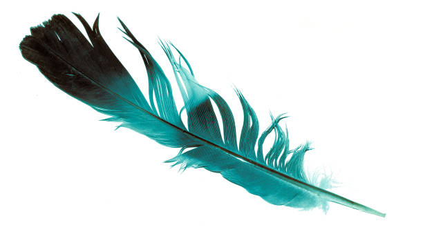 istock blue bird feather on white isolated background 1350432646