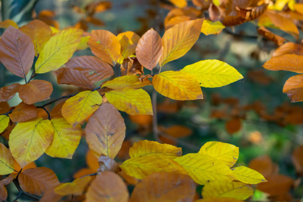 istock brown and yellow autumn leaves on the tree 1350432659