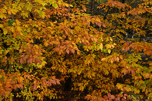 Leaves of the American beech in fall. The beech is a beautiful eastern tree with distinctive smooth-gray bark and striking autumn colors. In recent times, it has been plagued by often-fatal bark and leaf diseases. Taken in Connecticut.