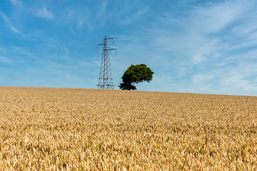 Wheat fields near Appledore in Kent, England
