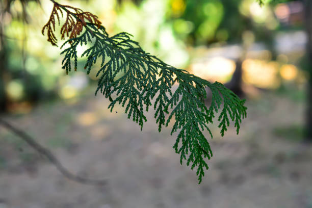 cypress on a wooden background