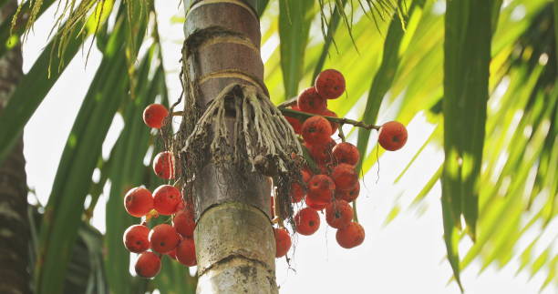 istock Goa, India. Areca Catechu Palm With Narcotic Nuts On Background Green Leaves 1350434942