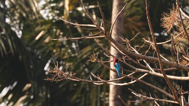 istock Goa, India. White-throated Kingfisher Sitting On Branch 1350435148