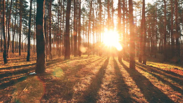 istock Beautiful Sunrise Sun Sunshine In Sunny Spring Coniferous Forest. Sunlight Sunbeams Through Woods In Forest Landscape 1350435280