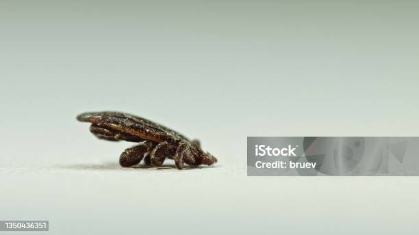 Set Dermacentor Reticulatus On White Paper Background Also Known As The Ornate Cow Tick Ornate Dog Tick Meadow Tick And Marsh Tick Family Ixodidae Ticks Are Carriers Of Dangerous Diseases Stock Photo - Download Image Now