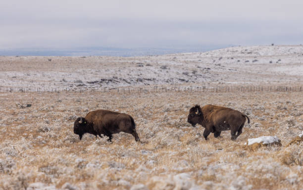 bull bison in winter in northern Arizona