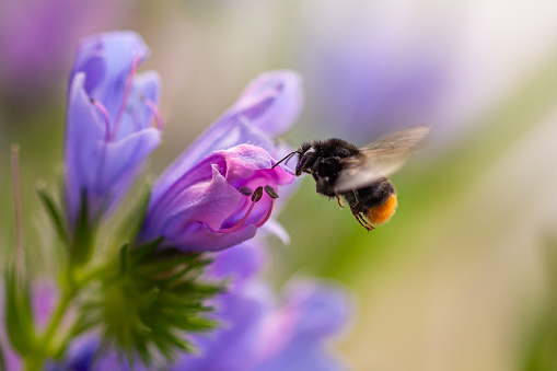 Macro of a bumble bee collecting pollen on a Paterson's curse (echium plantagineum) blossom with blurred background; pesticide free environmental protection save the bees biodiversity concept;