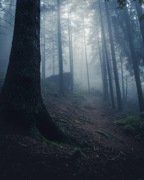 istock Moody and foggy mystical forest 1350444487