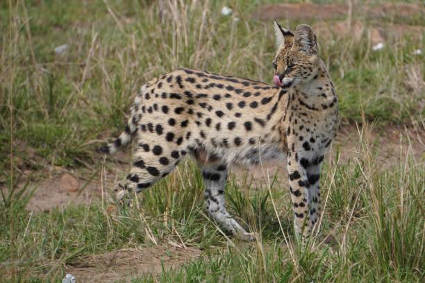 istock A serval cat with her tongue out. 1350444863