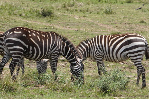 istock A zebra with very different stripes eating together with a normal one. 1350445890
