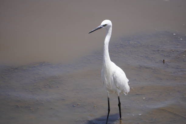 istock greater egret in a shallow pond 1350447917