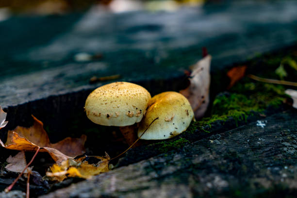 Vaughan, Canada