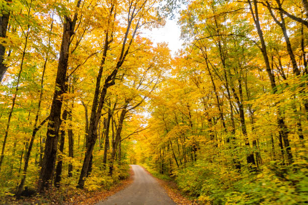 istock Fall colors at Pathfinder Island and Source Lake, Algonquin Provincial Park, Canada 1350450667