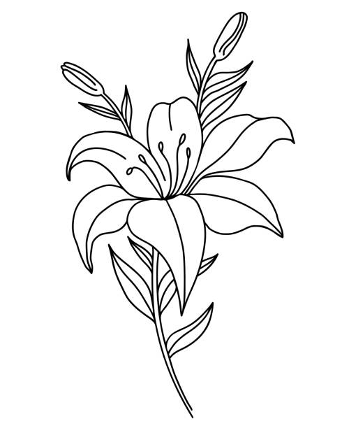 Tatuajes Lirio Cala Vectores Libres de Derechos - iStock Tatuajes Lirio Cala Vectores Libres de Derechos - iStock