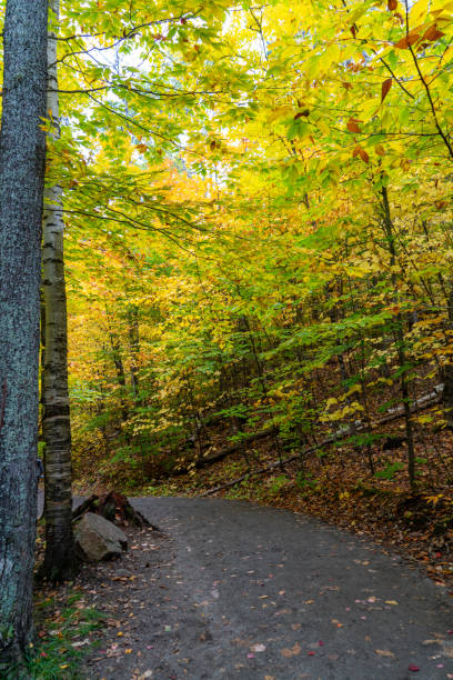 istock Fall colors at Lookout Trail, Algonquin Provincial Park, Ontario, Canada 1350450821