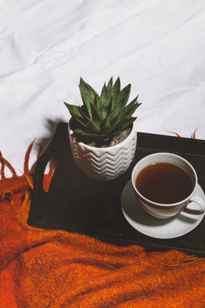 istock succulent flower and coffee on tray 1350453234