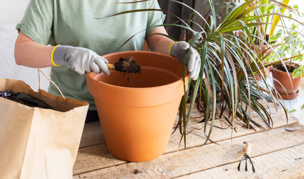 istock Transplanting an indoor Dracaena flower 1350453236