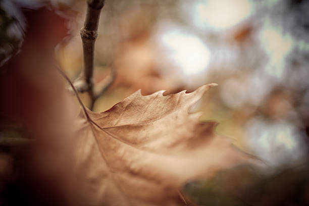 Autumn leafs stock photo