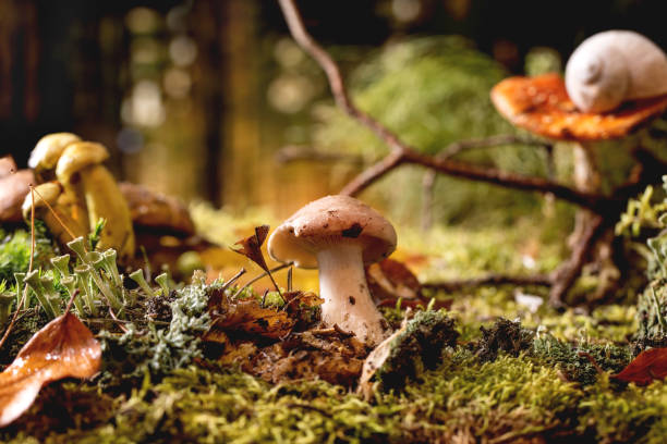istock Fairy tale ambiance magical autumn forest background 1350454158