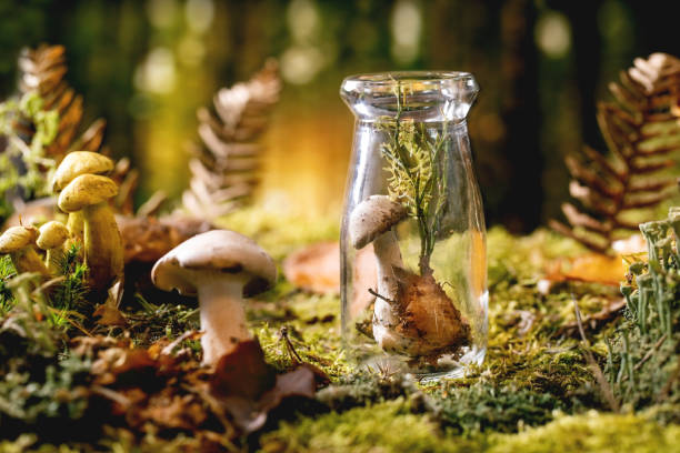 istock Fairy tale ambiance magical autumn forest background 1350454162