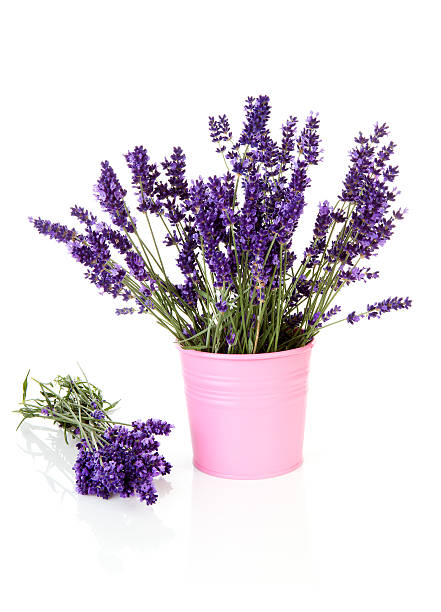 istock Bouquet lavender in pot 135045475
