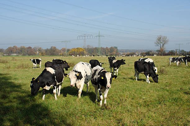 Cows graze in a meadow stock photo