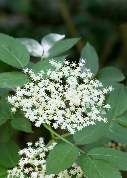 istock sambuchi flowers in Italy 1350456340
