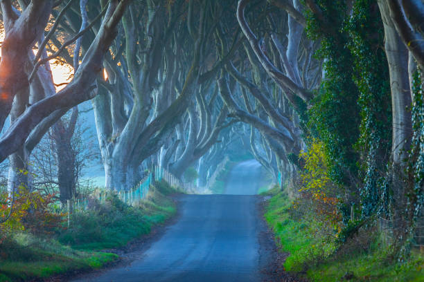 istock Dark Hedges in County Antrim, Ireland 1350456555