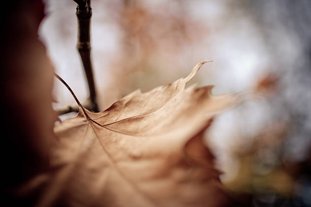 Autumn leafs stock photo