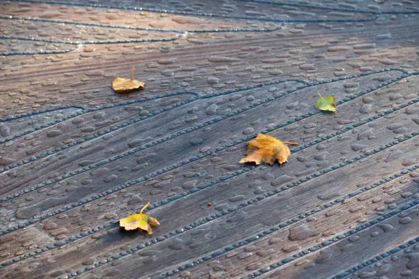 De bladeren van een esp zijn in de herfst op het houten dek van een plezierjacht gevallen. Het dek zit vol met druppels en het zonlicht strijkt over de bladeren en het dek.