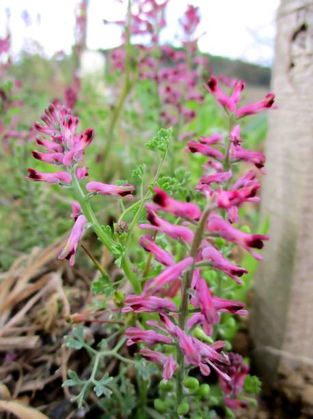 istock Fumitory flowers (Fr : Fumeterre officinal) in the vineyard 1350457719