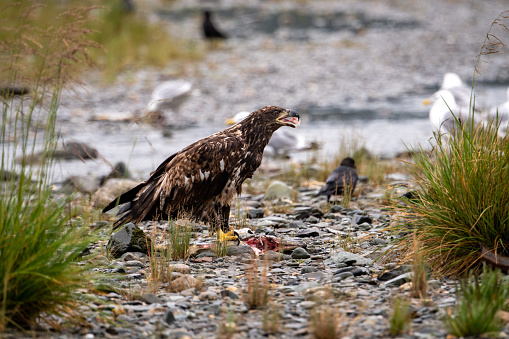 An Immature Bald Eagle eats a spawning salmon on the shore of Sheep Creek in South East Alaska, outside of Juneau.