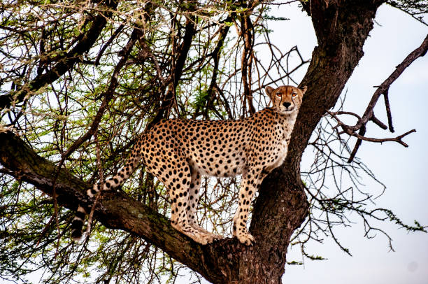 istock Male cheetah standing in tree overlooking serengeti 1350458617