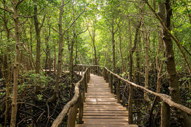 istock Curving wooden boardwalk through African mangrove forest 1350458689
