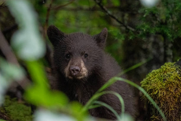 Bear Cub Watching stock photo