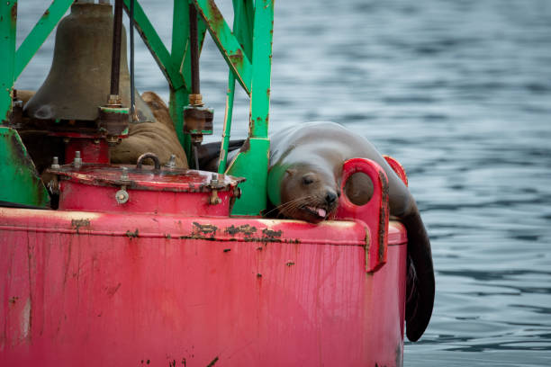 istock Steller Sea Lion Attitude 1350458902