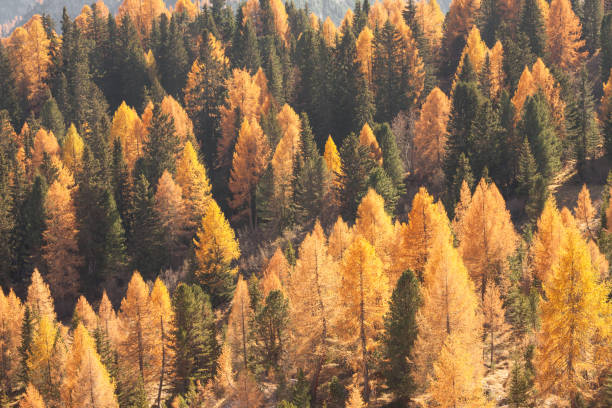istock yellow larches and green pine trees at fall in the woods 1350461643