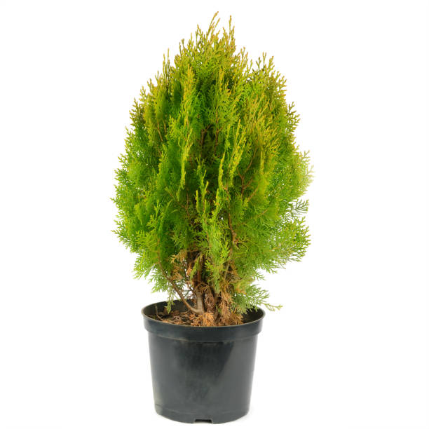 istock Thuja garden bush in a pot isolated on white background 1350462221