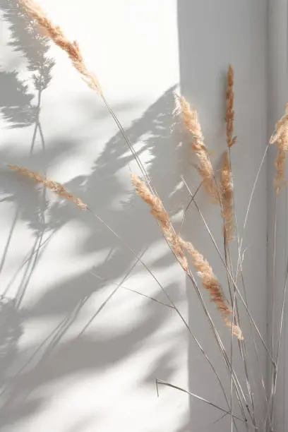 Photo of Dry flowers of pampas grass on a wall background indoors with sunbeams and abstract shadow. Minimalistic composition in boho style.