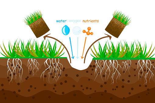 Water, oxygen, air, nutrients and fertilizer access to soil. Plugs removed of soil. Lawn core for grassland care. Stock vector illustration