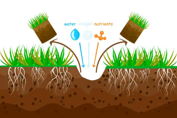 Vector illustration of Lawn aeration. Lawn grass care, gardening service, benefits of aeration.