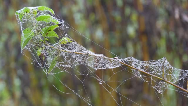 Dry plant wrapped in beautiful cobwebs in dew or rain drops on an autumn morning, autumn aesthetics