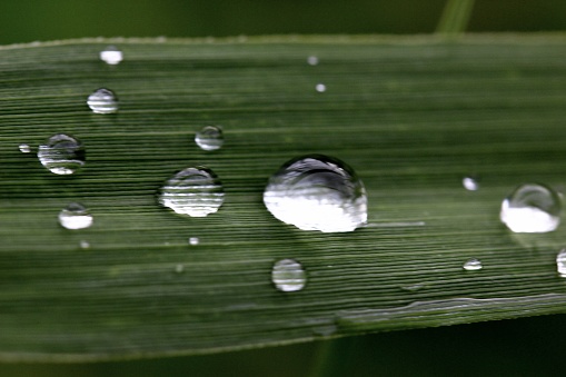 Some raindrops on a long green leaf