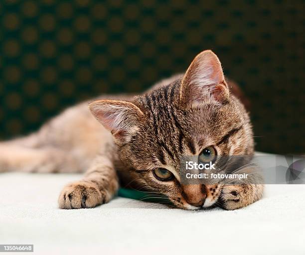 Gato Mirando A La Cámara Foto de stock y más banco de imágenes de Acostado - Acostado, Almohadillas - Pata de animal, Animal