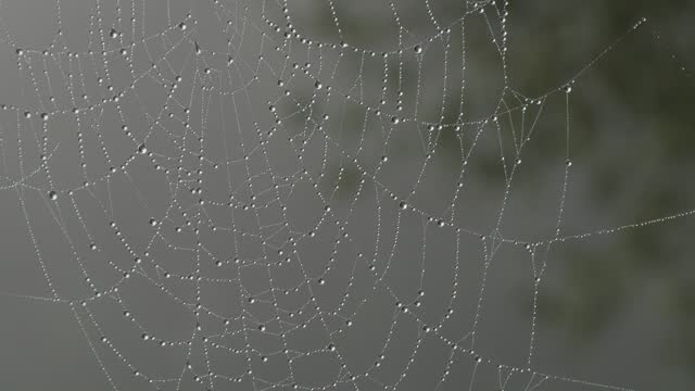 Beautiful huge spider web with dew drops or raindrops on it, autumn aesthetics