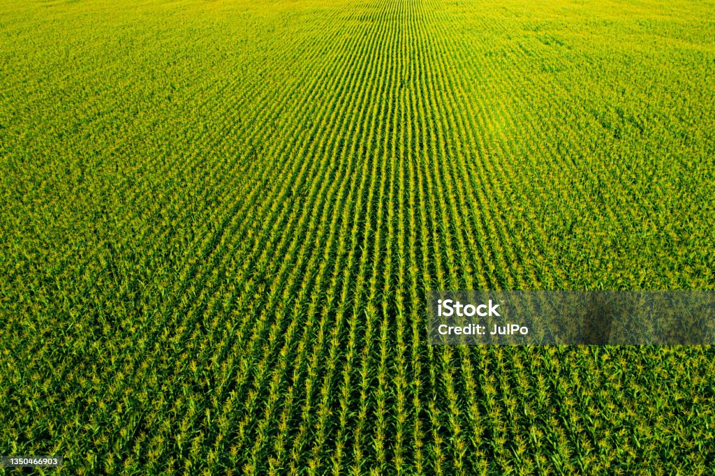 Corn field Corn - Crop Stock Photo