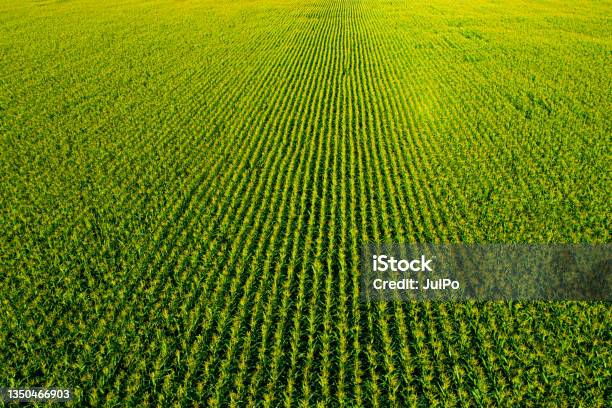 Corn Field Stock Photo - Download Image Now - Corn - Crop, Corn, Agricultural Field