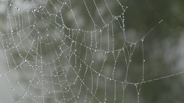 Beautiful huge spider web with dew drops or raindrops on it, autumn aesthetics