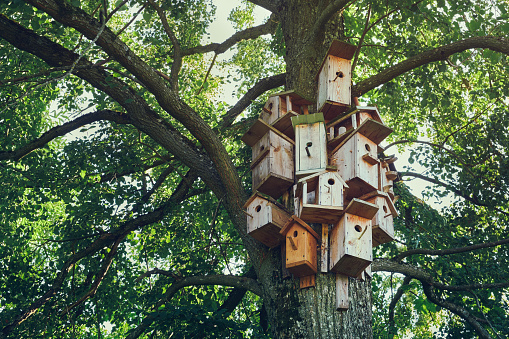 Several bird houses on a tree. Wooden birdhouses, nesting box for for songbirds.