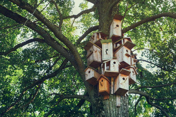 Several bird houses on a tree. Wooden birdhouses, nesting box for for songbirds. stock photo